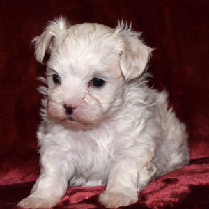 Maltipoo Puppy Tara