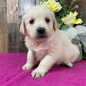 Golden Retriever Puppy Abigail