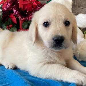 Golden Retriever Puppy Abigail