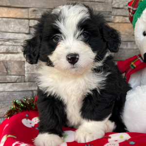 Bernedoodle Puppy Belle