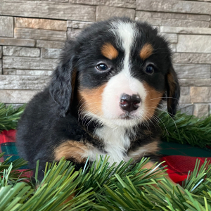 Bernese Mountain Dog Puppy Eve