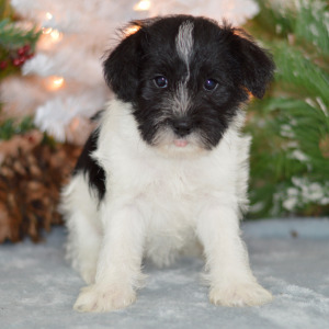 Miniature Schnauzer Puppy Mandy