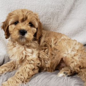 Cavapoo Puppy BB