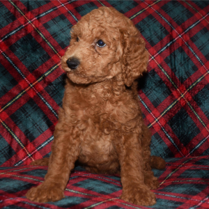 Poodle Puppy Elvan
