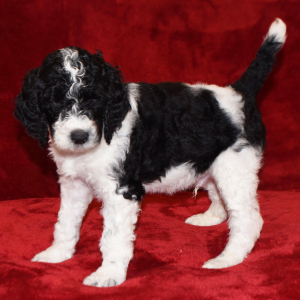 Poodle Puppy Scooter