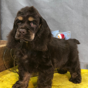 Cocker Spaniel Puppy Jolly