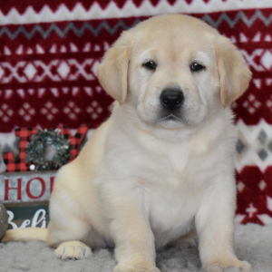 Labrador Retriever Puppy Xenia