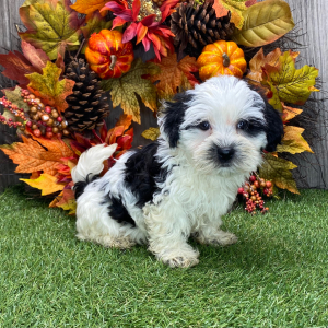 Havanese Puppy Amber