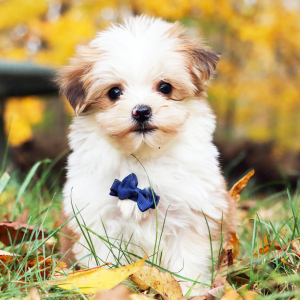 Morkie Puppy Gus
