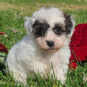 Poodle Puppy Bandit