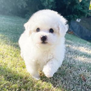 Bichon Frise Puppy Stella