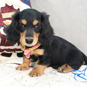 Dachshund Puppy Bash