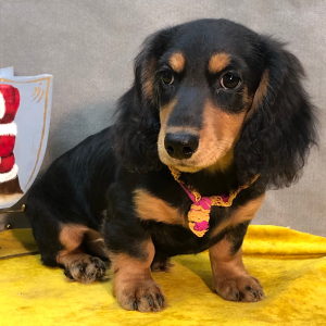 Dachshund Puppy Bash