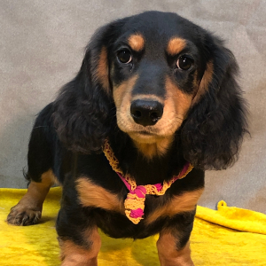 Dachshund Puppy Bash