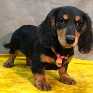 Dachshund Puppy Bash