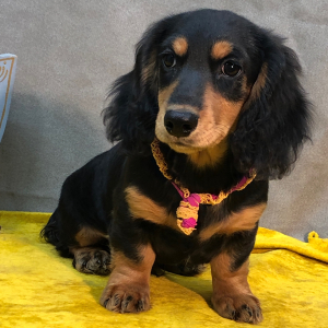 Dachshund Puppy Bash