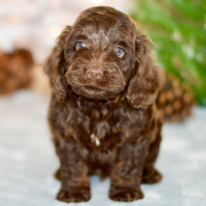 Cockapoo Puppy Nathan