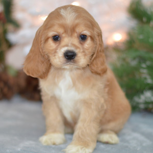Cocker Spaniel Puppy Drew