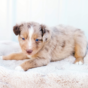 Miniature American Shepherd Puppy Casper