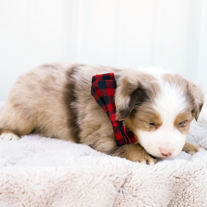 Miniature American Shepherd Puppy Cletus