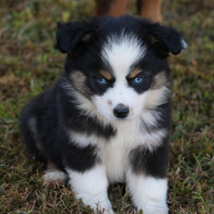 Australian Shepherd Puppy Ellie