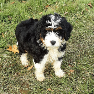 Bernedoodle Puppy Bailey