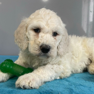 Poodle Puppy Wyatt