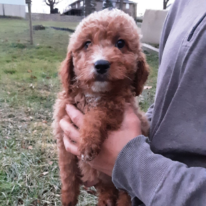 Goldendoodle Puppy Kylie