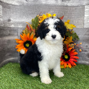 Bernedoodle Puppy Kingston