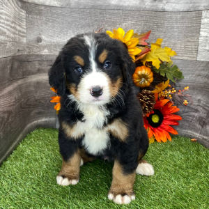 Bernese Mountain Dog Puppy Benji