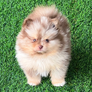 Pomeranian Puppy Clyde