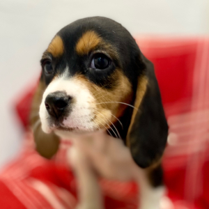 Beagle Puppy Jazzlyn