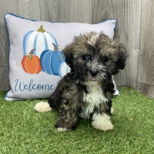 Havanese Puppy Shane