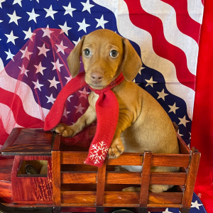 Dachshund Puppy Zuma