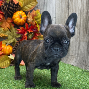 French Bulldog Puppy Jordan