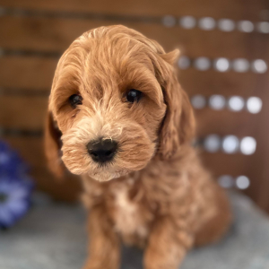 Cockapoo Puppy Teddy