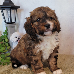 Bernedoodle Puppy Rufus