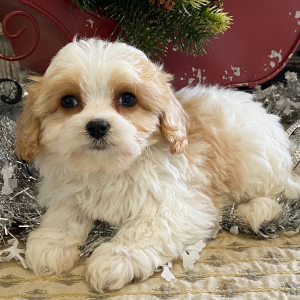 Cavachon Puppy Mila