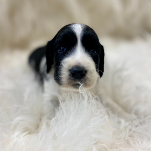 English Springer Spaniel Puppy Apollo