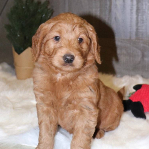 Goldendoodle Puppy Muffin