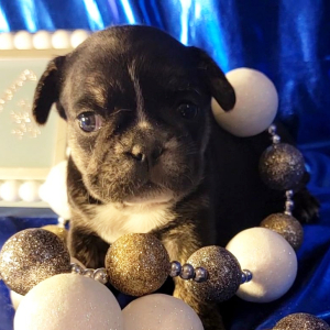 French Bulldog Puppy Maybelline