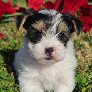 Yorkshire Terrier Puppy Matilda