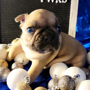 French Bulldog Puppy Marcey