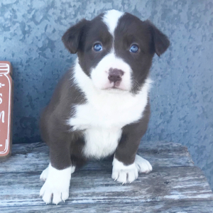 Border Collie Puppy Riatta