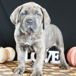 Cane Corso Puppy Hercules