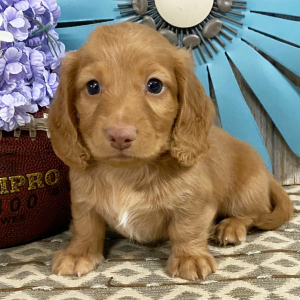 Dachshund Puppy Zuke