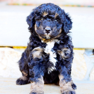 Bernedoodle Puppy Maddy