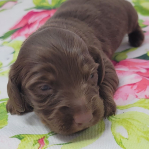 Dachshund Puppy Truman