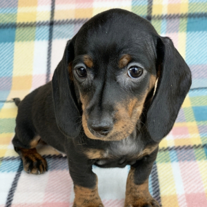 Dachshund Puppy Felicia