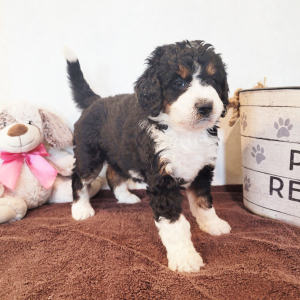 Bernedoodle Puppy Cookie